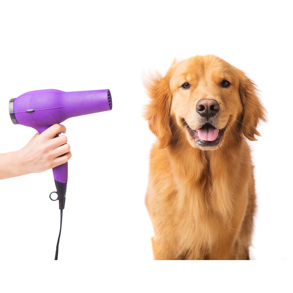 Golden retriever being groom and blow dried. local BT47 BT48 BT49 Derry Ballykelly Greysteel Londonderry Eglinton