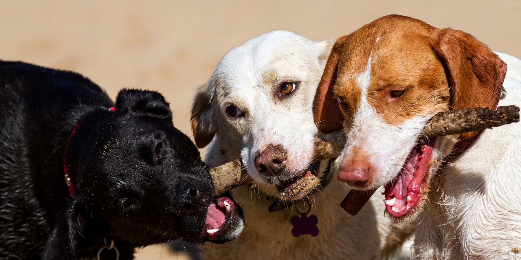 dogs playing part of a day at pawzz doggy daycare BT47 BT478 BT49 Derry Eglinton Greysteel Ballykelly Londonderry